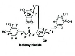 供应异连翘酯苷,Isoforsythiaside