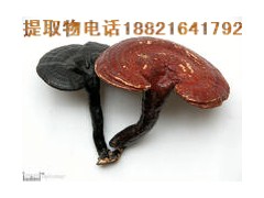 灵芝多糖 粉95%图1