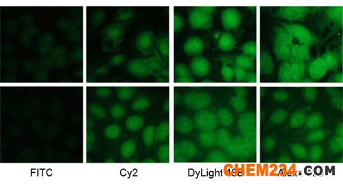 Dylight 488二抗—替代Alexa 488/FITC/Cy2绿色荧光