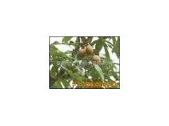 娑罗果提取物Horse Chestnut P.E.