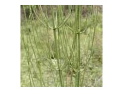 问荆提取物Horsetail P.E.