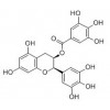 供应表没食子儿茶素没食子酸酯（EGCG)