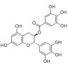 供应没食子儿茶素没食子酸酯（GCG）