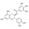 供应儿茶素没食子酸酯 (CG)