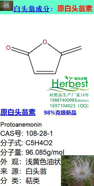 原白头翁素_副本